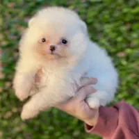 پامرانین با کیفیت