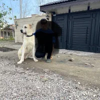 توله خراسانی|سگ|کوچصفهان, |دیوار