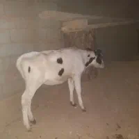 خرید وفروش گاو وگوساله