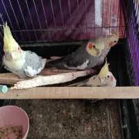 عروس هلندی|پرنده|گلستان (تهران), |دیوار