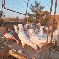 کف زربه|پرنده|سبزوار, عارف|دیوار