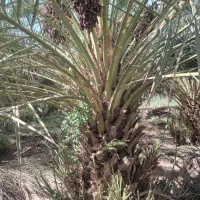 خرما پیارم و پاجوش (جونگ) پیارم و مضافتی