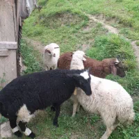 حیوانات مزرعه