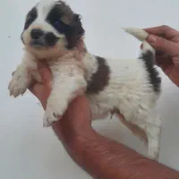 ۳عد توله نر افقان اصیل|سگ|تهران, هلال احمر|دیوار