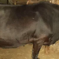 فروش گاو دورگه اصیل|حیوانات مزرعه|توتکابن, |دیوار