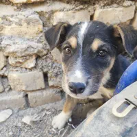 دو عدد سگ نر