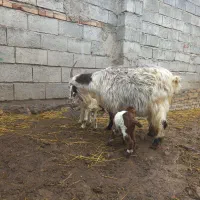 بزجوان دوقلو|حیوانات مزرعه|مشگین شهر, |دیوار