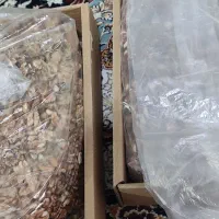 مغز گردو|حراج|اسدآباد, |دیوار