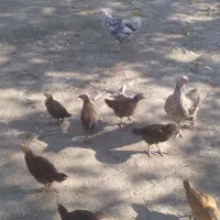 جوجه دورگ محلی اصل وخروس