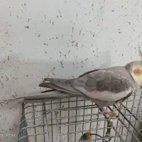 عروس هلندی نر|پرنده|ری, شهید بهشتی|دیوار