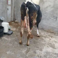 یک راس گاو شیری با گوساله ماده سیمنتال ویک راس تلی