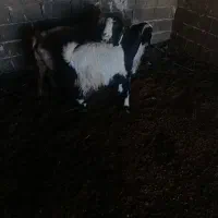 بـز|حیوانات مزرعه|طاغنکوه, |دیوار