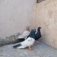 کفتر صید پرشی