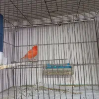 قناری و عروس|پرنده|تبریز, |دیوار