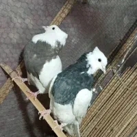 دو عدد کبوتر طوقی ماده|پرنده|سراوان, |دیوار