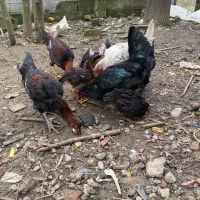 مرغ خروس نیمچه