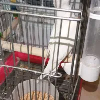 پرنده زیبا و باهوش