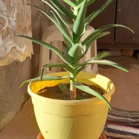 گلهای طبیعی خانگی