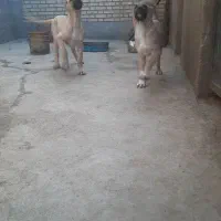 ماده سرابی|سگ|بهارستان, |دیوار