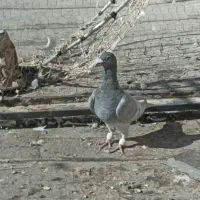 خط سفید نر  سینه سیاه سروردمسفید|پرنده|شیراز, شهرک گلستان|دیوار