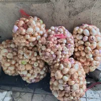 پیاز