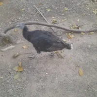 یک عدد بوقلمون محلی چاغ