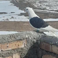 کفتر|پرنده|خوشاب, |دیوار