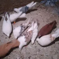 کبوتردرکبوتر|پرنده|بروجرد, |دیوار