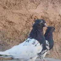 دوجفت کله سیاه درشت