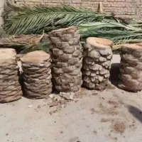 بریدن نخل قطع درخت هرس نخل سمپاشی نخل|خدمات باغبانی و درختکاری|اهواز, نادری|دیوار