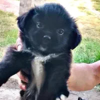 سگ پشمالو شیتزو پیکینیز