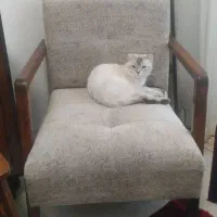 واگذاری گربه|گربه|بندرعباس, |دیوار