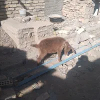 فروشه بزغاله