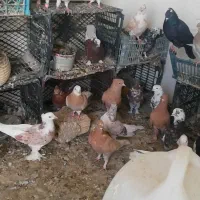 معاوضه کفتر طوقی سرور هما با گوشی یا بره بزغاله|پرنده|شهریار, شهرک امیریه|دیوار