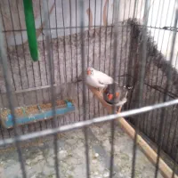 یک جفت پرنده ی فنج