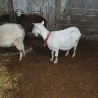 بز سانن میش بره شال|حیوانات مزرعه|کرمانشاه, |دیوار