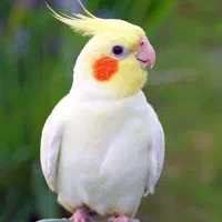 گمشده ،عروس هلندی لوتینو