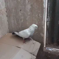 پرنده(کبوتر)|پرنده|کهک, |دیوار