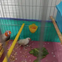 چند عدد وسیله فروشی|حراج|الشتر, |دیوار