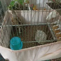 سهره خاکی شیرازی نر (معاوظه)|پرنده|آستانه اشرفیه, |دیوار