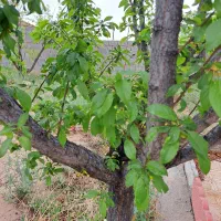 فروش-باغ-ویلا