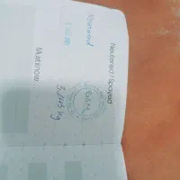 گربه پرشیین خوشگل|گربه|خرمشهر, |دیوار