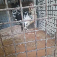 مرغ گلین کاکل ریشو تاج آره ای