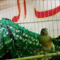 قناری نر بخون  سینه سرخ آماده جف گیری|پرنده|مشگین شهر, |دیوار