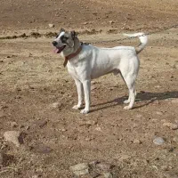 دو عدد سگ یک عدد شیتزو ماده و یک عدد سگ نگهبان نر|سگ|شاهین دژ, |دیوار