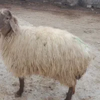 بره ماده شیشک درجه یک