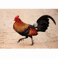 سالندار  نگهبان  کارگر ساده