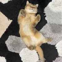 گربه بریتیش