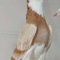 کفتر کبوتر اصیل محمد