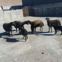 4راس میش بره سیاه کبود